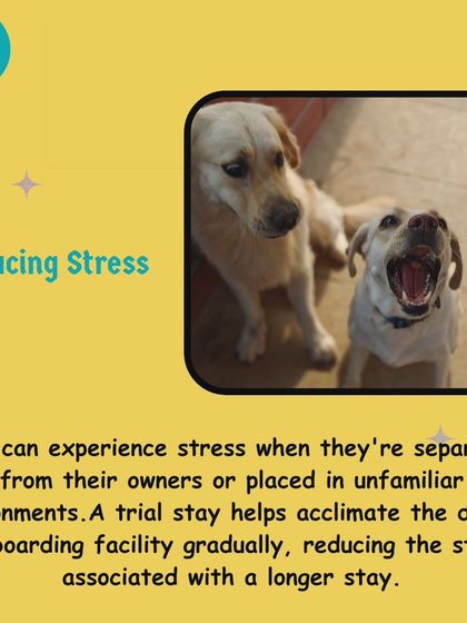 Separation from you can be stressful for your dog. By gradually acclimating them to the boarding environment with a trial visit, we can significantly reduce their anxiety.