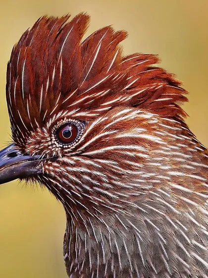 A striking portrait of a Striated Laughingthrush. The image highlights its expressive eye and the remarkable texture of its reddish-brown crest and streaked feathers, giving the bird a distinct and charismatic personality.