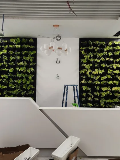 A look at a vertical garden installation we designed for a new office in Bangalore. These twin living walls flank the reception desk, creating a stunning first impression and naturally improving indoor air quality for a healthier workspace.