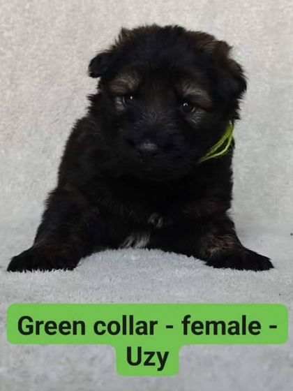 "Uzy," a female from the "FireArm" litter. We ensure all our puppies are healthy and developing well before going to their new homes.