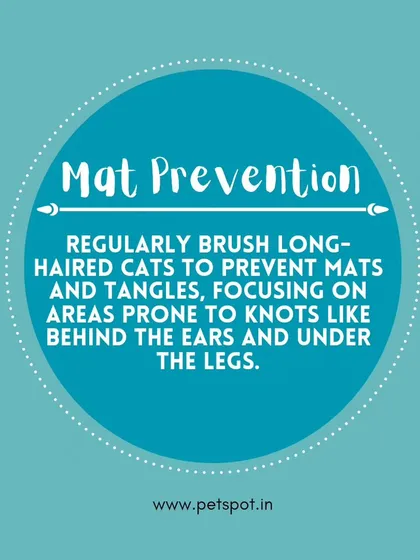 Cat Grooming Tip: Mat Prevention. We advise on how to regularly brush long-haired cats to prevent painful mats and tangles, focusing on areas like behind the ears and under the legs.