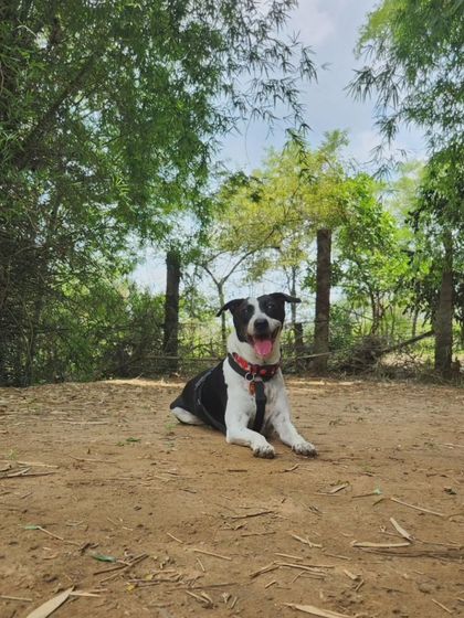 Deepthi - Dog Travel & Adventure Coaching Community & Group Outings photo 5