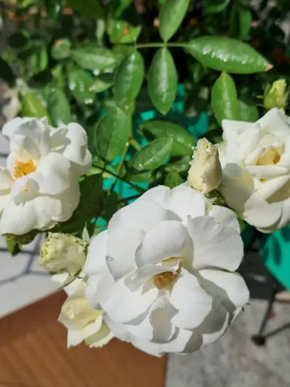 Bhardwaj - Urban Gardening Consultation A Riot of Colorful Flowers photo 110