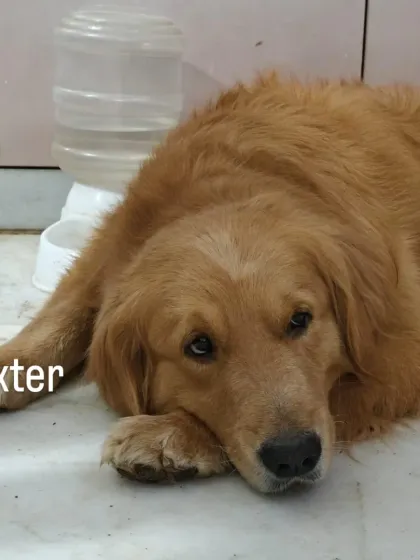 Jazzy's Pet Care - In-Home Dog Boarding Cozy Corners & Nap Time photo 18