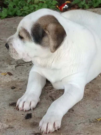 A close-up of the chunky Indie-Lab mix puppy, showing off his adorable, sleepy face and big paws.