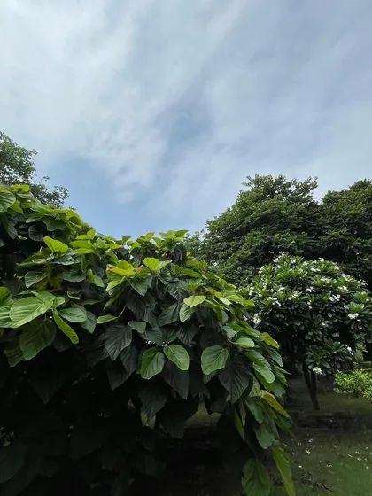 Looking up at the sky through a canopy of green. These are the moments of simple beauty we cherish on our retreats.