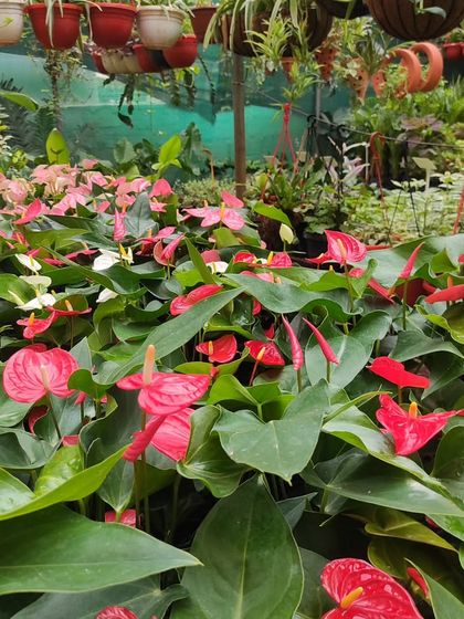 A sea of red and pink Anthuriums at our Horamavu nursery. These plants provide a long-lasting display of color indoors.