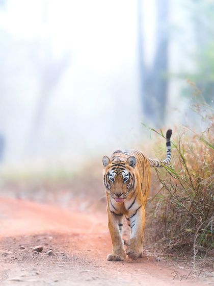 Tigers of India's Jungles photo 40
