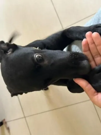 Kuri in a playful mood, gently holding her human's hand. She is a sweet and interactive dog.