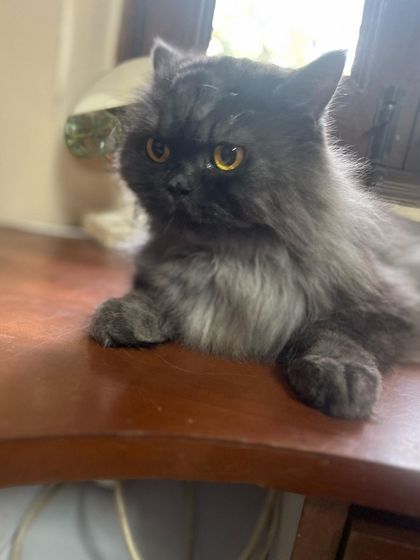 Bhuta, a stunning black Persian, was a very social guest who got along with everyone. He settled in right away on his first stay.