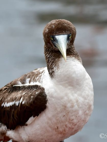 Avian Wonders: A World of Wings photo 33