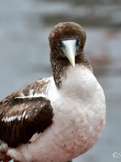 A full-body shot of the juvenile Masked Booby, showing its brown and white plumage. It was such a cooperative model during our photoshoot.