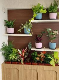 Plant Sales & Nursery