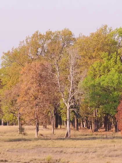 The varied colors of a deciduous forest, a typical tiger habitat. The mix of red, brown, and green trees in the dry season provides a complex and beautiful backdrop for wildlife.