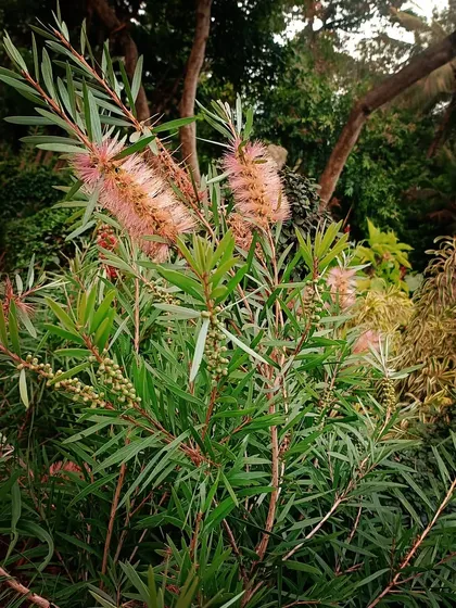 The Callistemon citrinus, commonly known as the Bottlebrush tree, is a hardy and beautiful addition to any garden. This 'Pink Champagne' variety offers soft pink, brush-like flowers, perfect for attracting birds and adding texture to your landscape design.
