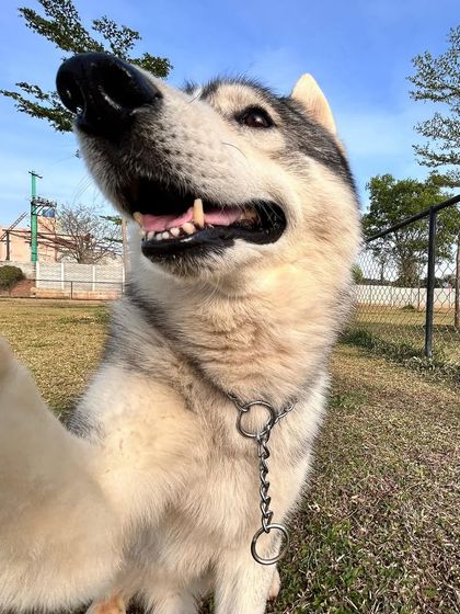 The Pawsome Camp - Dog Daycare & Boarding Our Pack: Portraits from the Camp photo 6