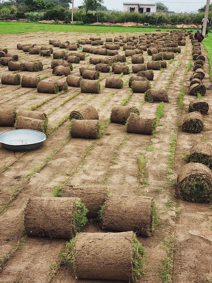 Delhi Gardner - Wholesale Plant & Turf Supply Natural Grass Turf: From Our Farm to Your Project photo 27