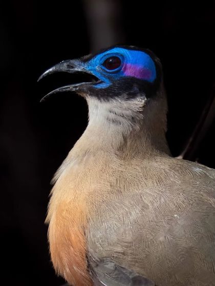 Avian Wonders: A World of Wings photo 17