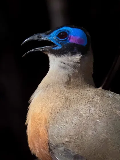 The Giant Coua from Madagascar has stunning blue and pink skin around its eye, looking just like eyeshadow. Nature's artistry is often found in the most unexpected details.