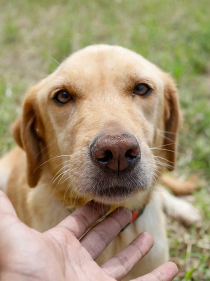 Zara looking into the camera with soulful eyes, asking for a chance.