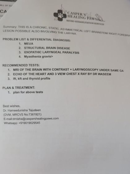 PL Paws - Animal Rescue & Rehabilitation How Your Donations Help: Our Medical Cases photo 15