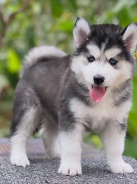 Dog Breeding & Sales