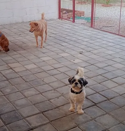 Big or small, everyone plays together. A tiny Shih Tzu confidently hangs out with his larger Golden Retriever friends, showing how we create a safe and friendly environment for all our guests.