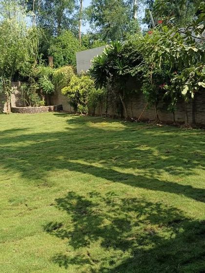 A newly installed lawn in a residential backyard, with shadows from the trees creating a beautiful pattern. This space is now ready for the family to enjoy.