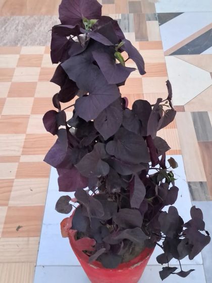 Bhardwaj - Gardening Product & Supply Consultation Indoor & Decorative Plants photo 24