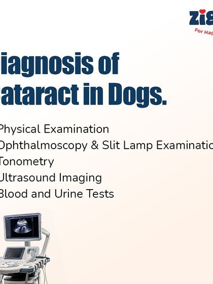 Zigly - Veterinary Services Pet Parent Resources & Tips photo 28