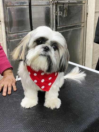 Baby Hazel the Shih Tzu puppy giving an adorable head tilt for the camera.
