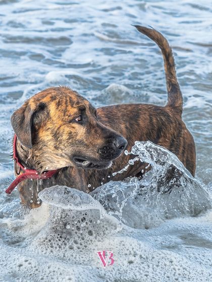 A dog playing in the surf, with a splash of water caught in perfect detail. Beach sessions are always full of energy and fun.