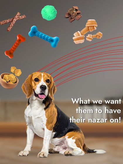 We buy them expensive toys, but they choose our socks. The mysterious logic of a pet's mind is something we celebrate.