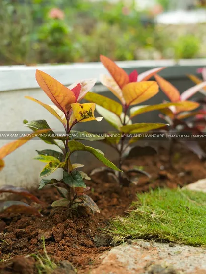 A close up of a newly planted bed. The rich, prepared soil and healthy young plants are the foundation for a thriving garden border that will grow to add color and texture to the landscape.