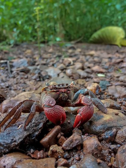 A red crab from the Western Ghats, photographed on my phone. Even without a macro lens, you can capture the vibrant colours and textures of these small creatures.