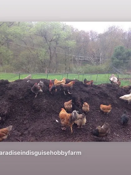 My flock of chickens are my best employees. They work the compost piles daily, aerating the material and adding their own fertilizer. This symbiotic relationship between farming and composting is a key topic I cover in my educational sessions.