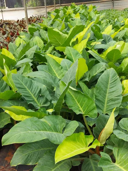 A nursery bed filled with Philodendron 'Burle Marx' plants. Their elongated, heart-shaped leaves create a lush, tropical feel.