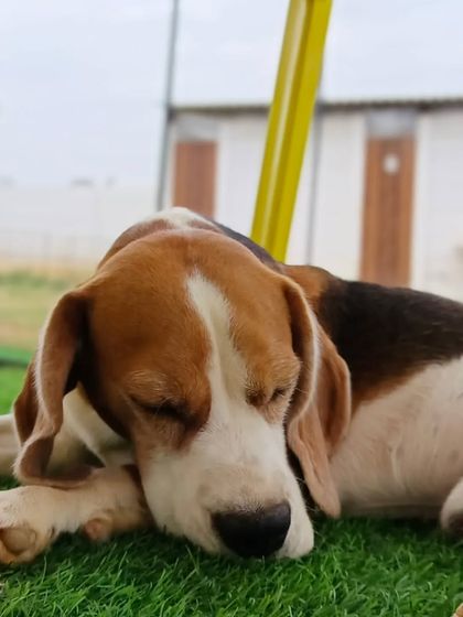 Fluffy Paws Pet Resort - Pet Boarding & Daycare Our Wonderful Guests photo 3