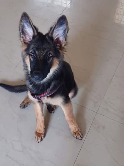 PL Paws - Animal Rescue & Rehabilitation Happy Tails: Our Adoption Stories photo 71