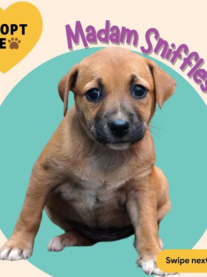 Madam Sniffles is looking for her forever family. Like her siblings, she's a friendly and playful indie puppy who will make a wonderful companion.