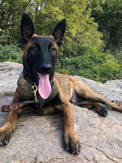 Here is Jax when he first joined our family. From the moment he arrived, our journey has been a rollercoaster of learning and growth. Adopting him was one of the best decisions I've ever made.