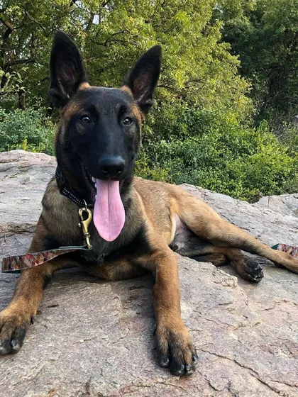 This is Jax when he first joined our family. I started as his foster parent and quickly became his permanent one. The journey with him has been a rollercoaster and a huge learning experience.