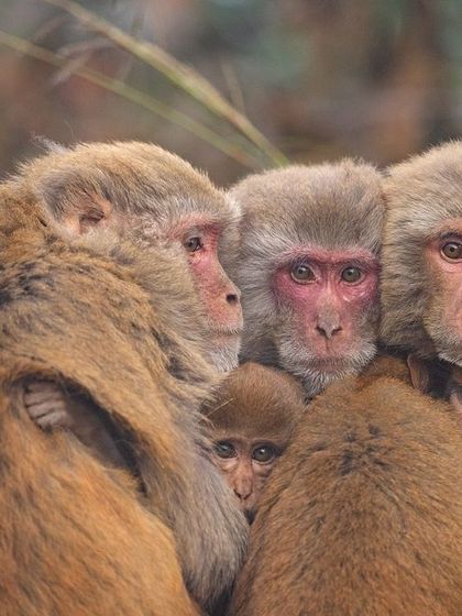 A family of Rhesus Macaques huddled together for warmth on a cold morning, a touching display of social bonding.