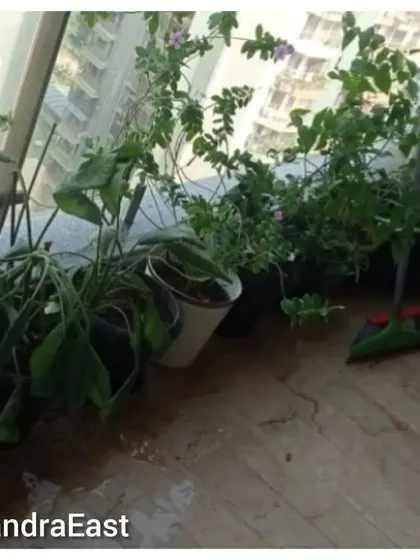 A rescue mission for wilting plants in Bandra East. Our summer care service revived these heat-stressed plants, showing the importance of seasonal adjustments in plant care.