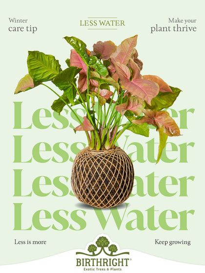 Winter care tip: Less is more. Plants like this Kokedama Syngonium require less water in winter as their growth slows down.