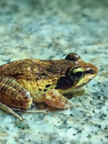 A common frog found on the granite floor, its textures and colors making for a great macro subject.