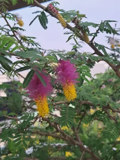 Bhardwaj - Urban Gardening Consultation Auspicious Plants for Your Home photo 7