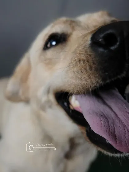A fun, wide-angle shot of a happy Labrador, tongue out, looking right at the camera. Full of joy and energy.
