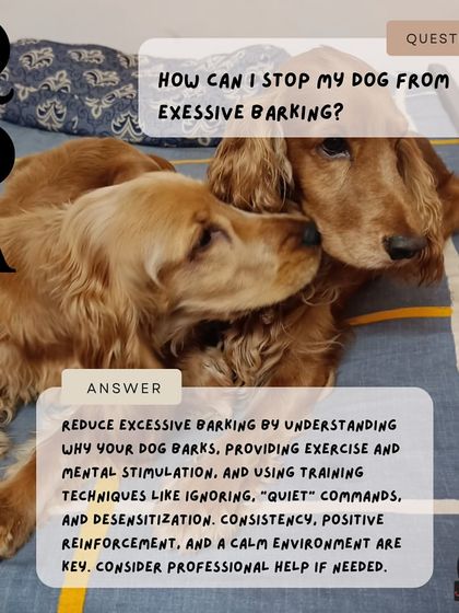 Anvis - Pet Relocation Pet Care & Boarding photo 8