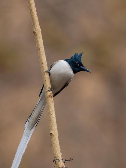 An Asian Paradise Flycatcher clinging to a vertical branch, showcasing its agility.